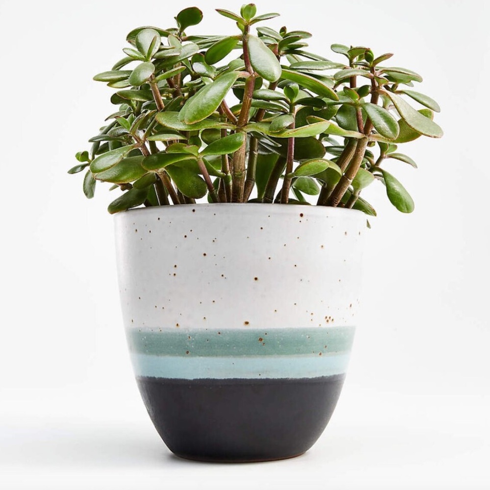 Crate&Barrel Ceramic Planter with White, Green, and Black - 5.5” Diameter